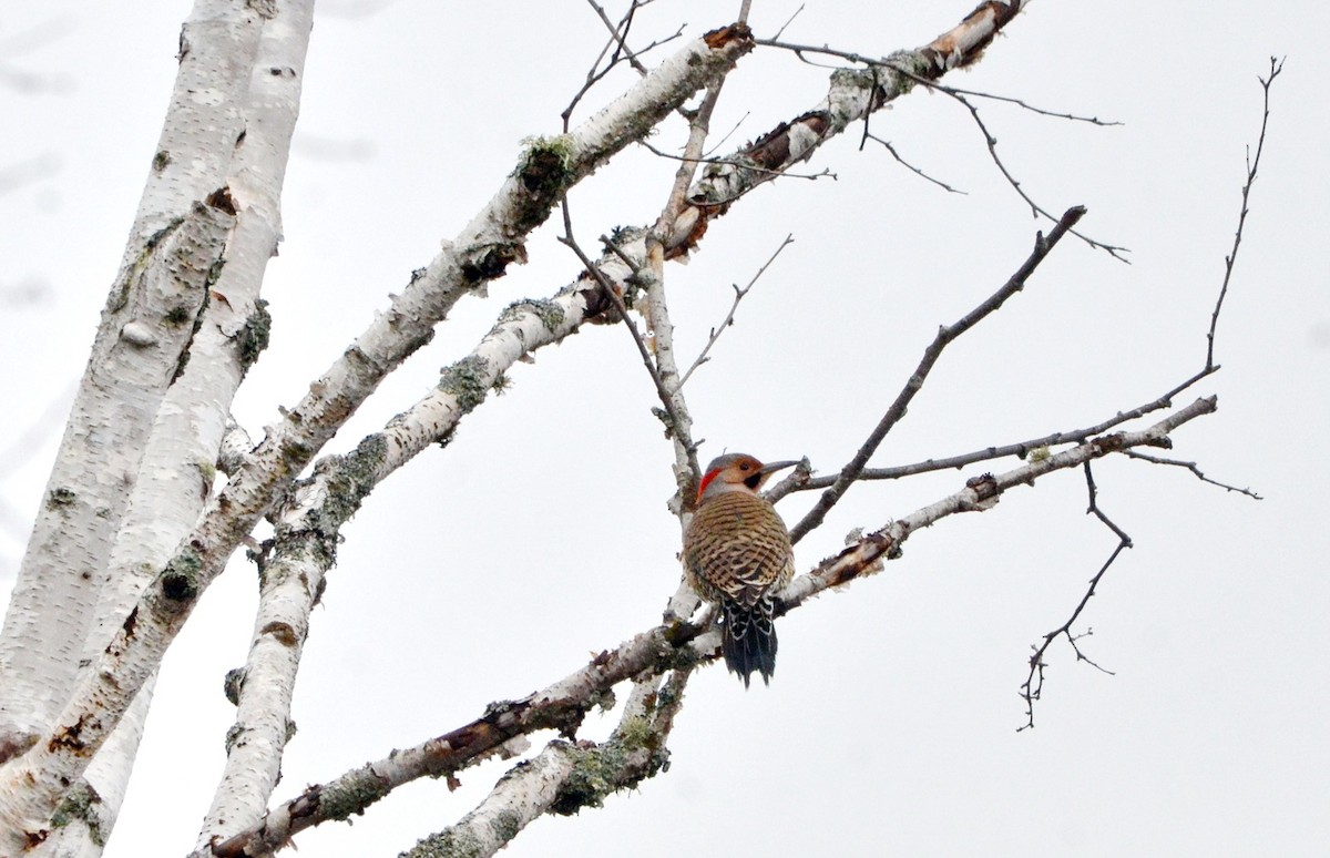 Northern Flicker (Yellow-shafted) - ML618499234