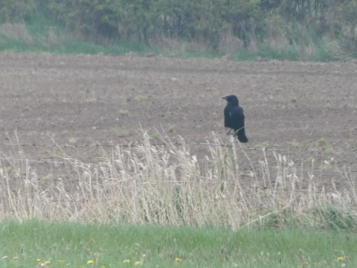 Carrion Crow (Western) - ML618499248