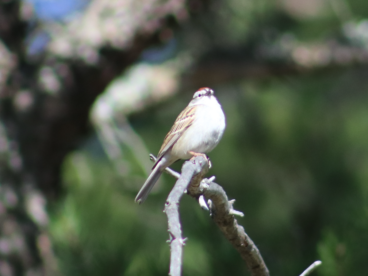 Chipping Sparrow - Scott Drebit
