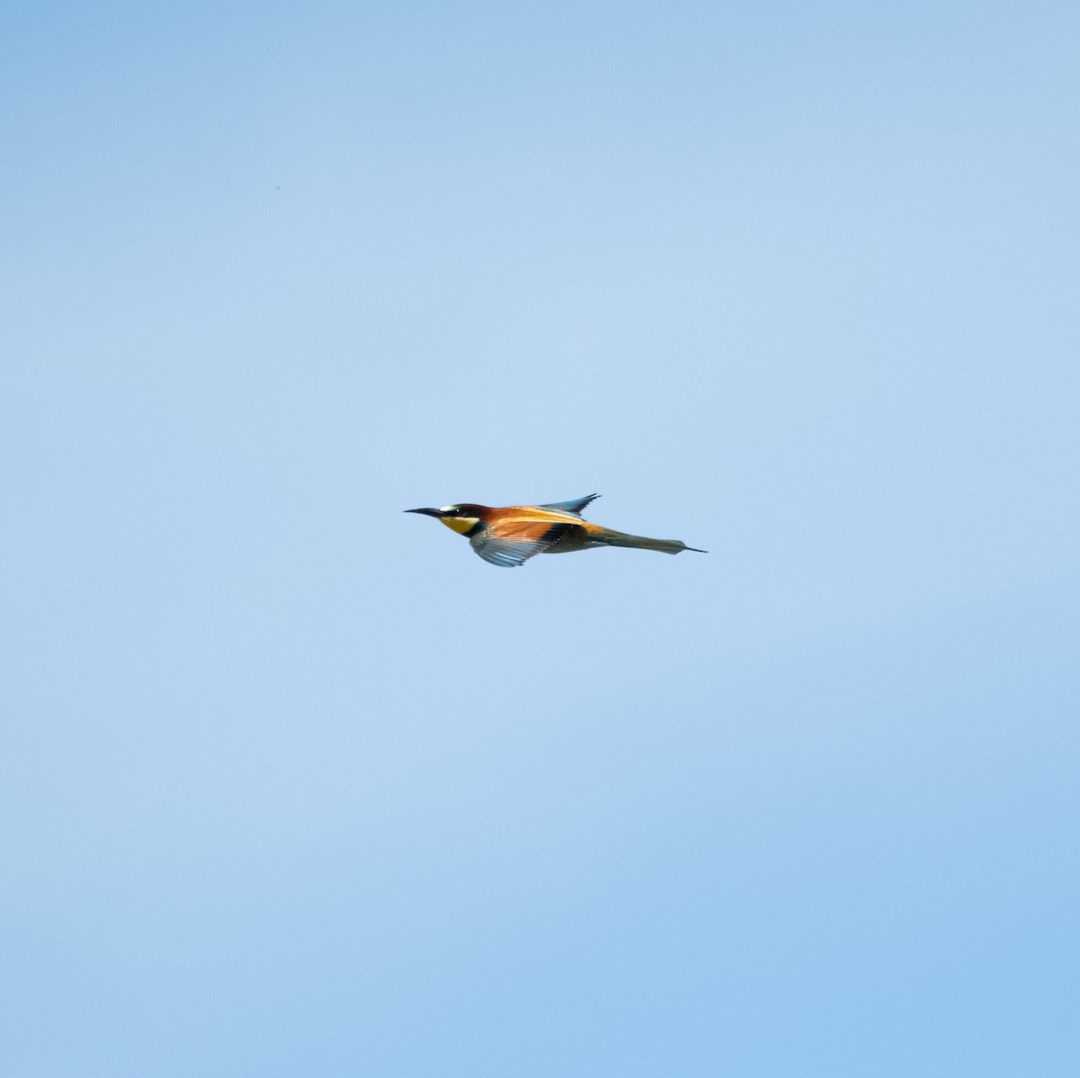 European Bee-eater - ML618499298