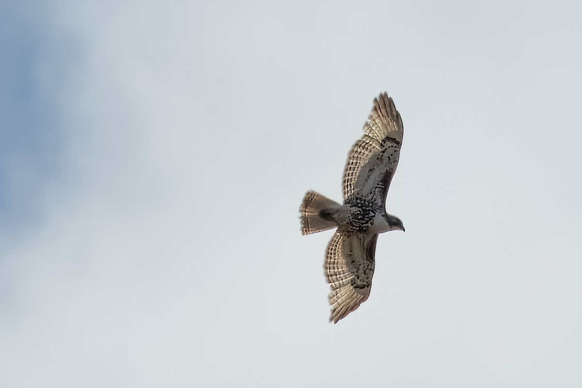Red-tailed Hawk - ML618499306