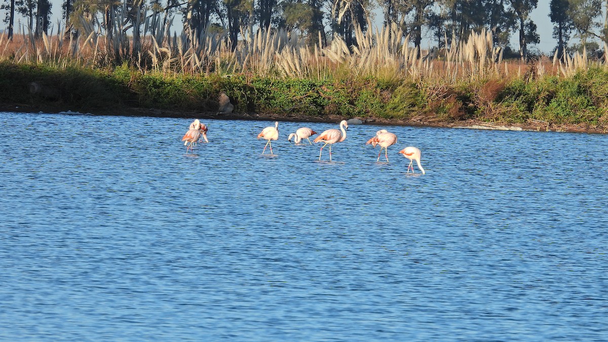 Şili Flamingosu - ML618499307