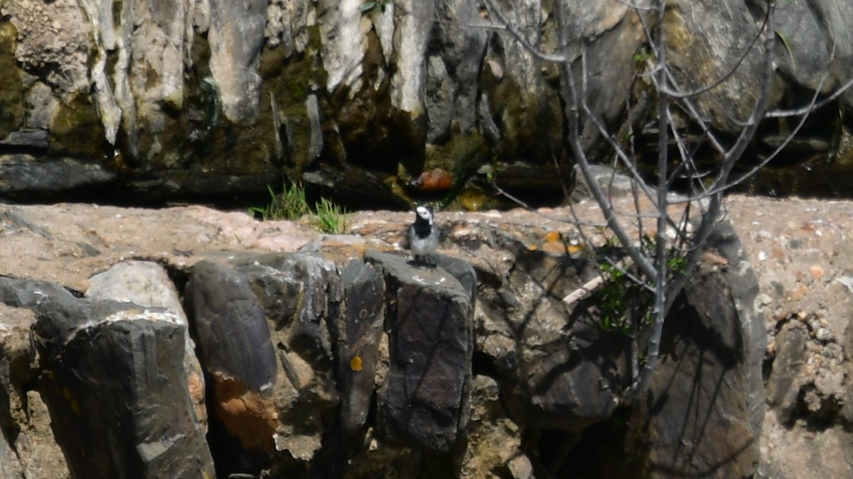 White Wagtail (White-faced) - ML618499321