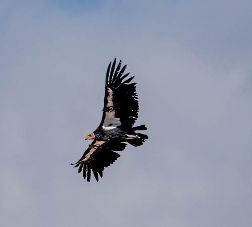Condor de Californie - ML618499382