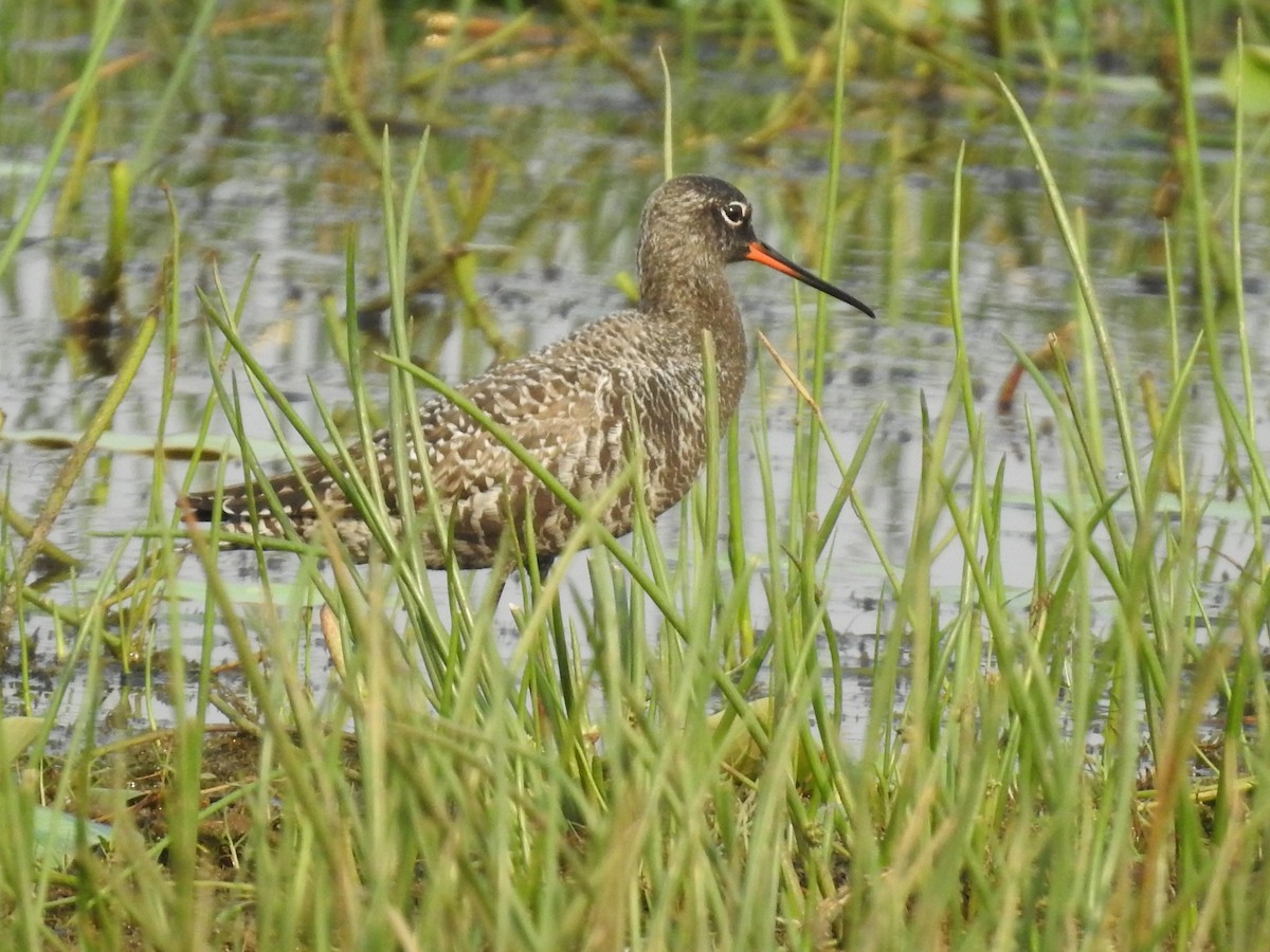 Spotted Redshank - Mohammad Suleman Baig