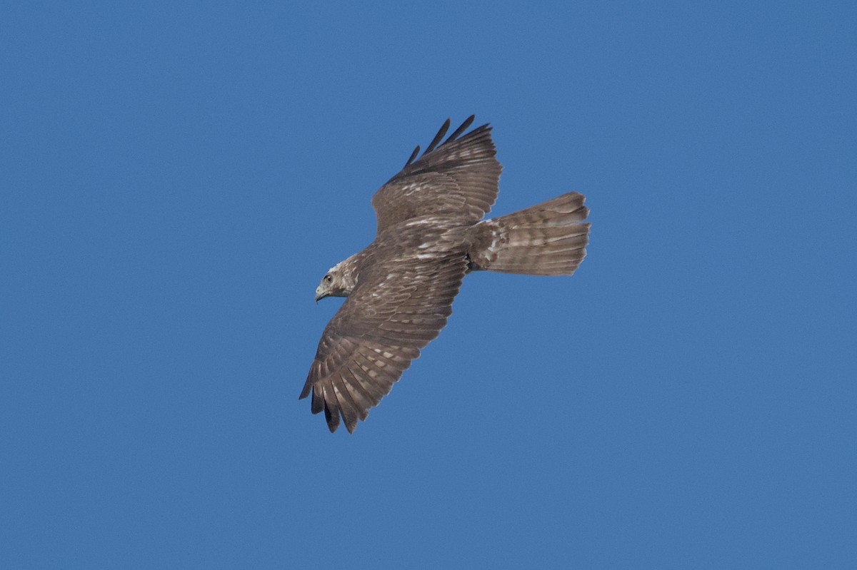 Broad-winged Hawk - ML618499417