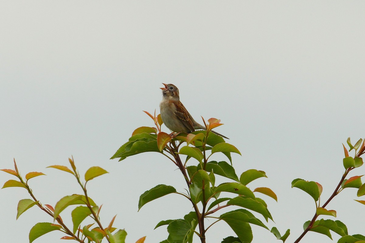 Field Sparrow - ML618499419
