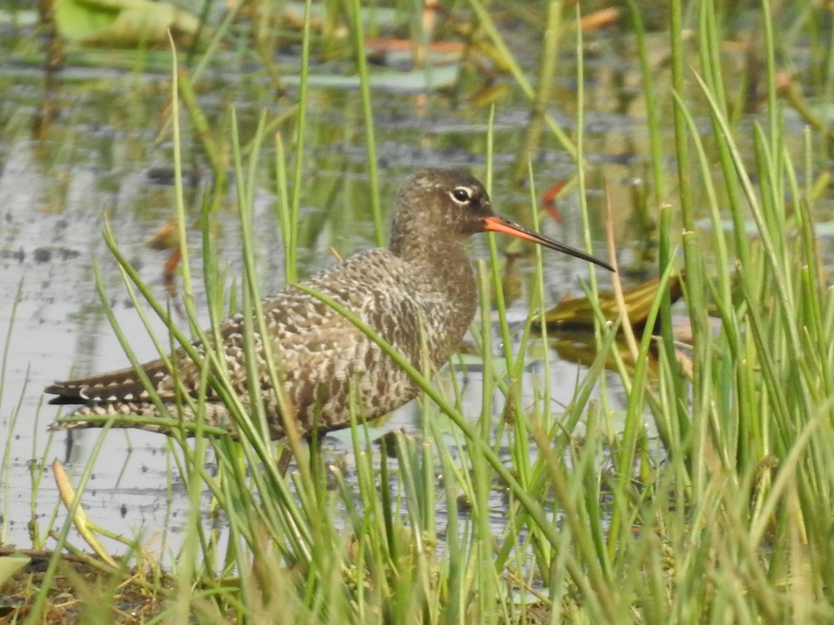 Spotted Redshank - ML618499438