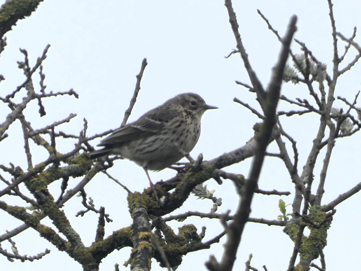 Meadow Pipit - ML618499450