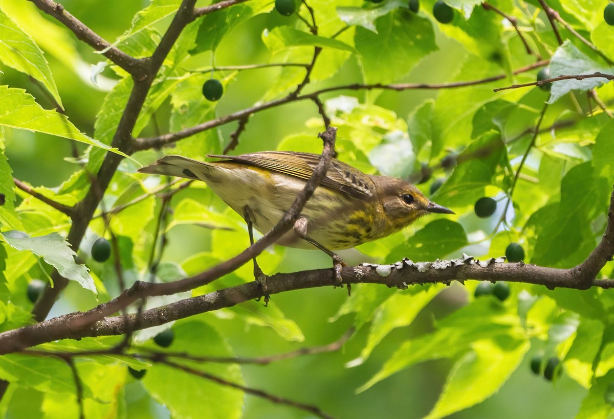 Cape May Warbler - ML618499460