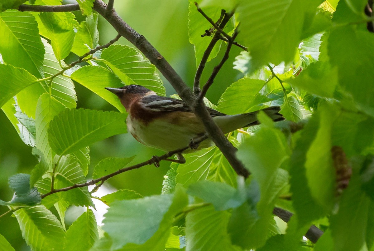 Bay-breasted Warbler - ML618499485