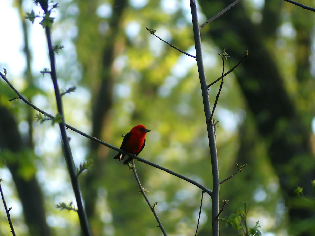 Scarlet Tanager - ML618499504