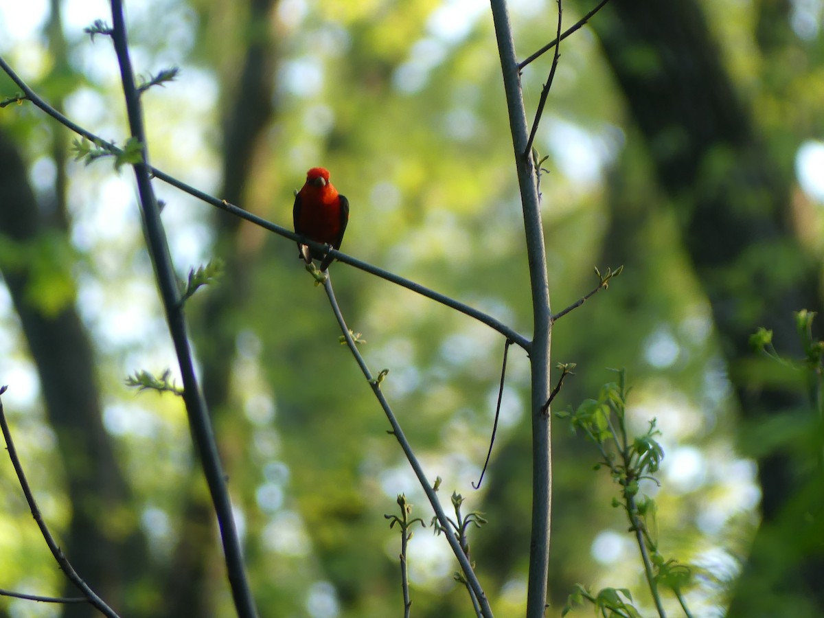Scarlet Tanager - ML618499505