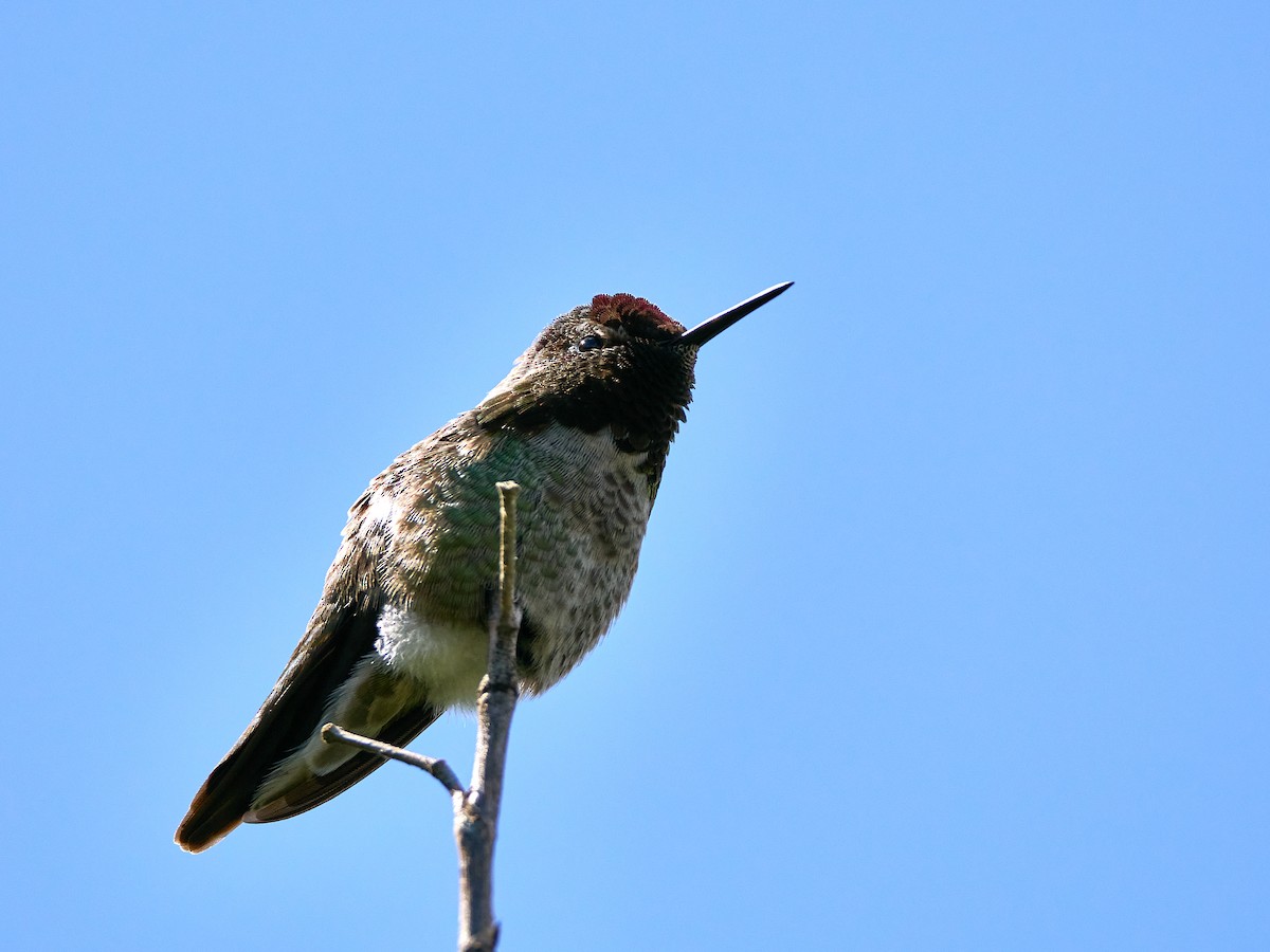 Anna's Hummingbird - ML618499564