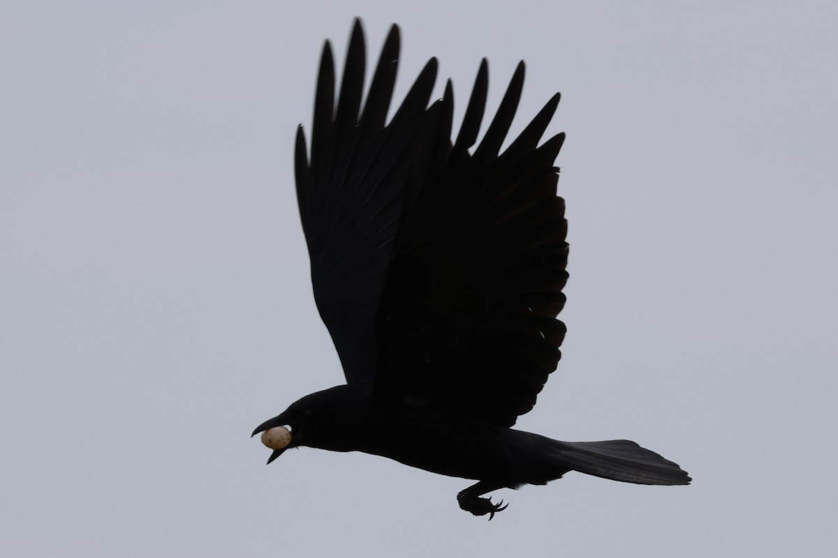 Fish Crow - ML618499582