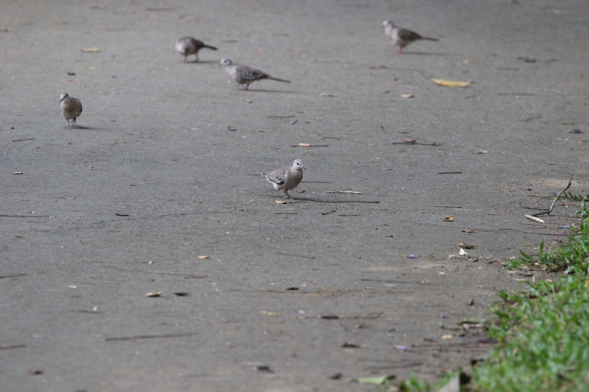 Spotted Dove - ML618499589