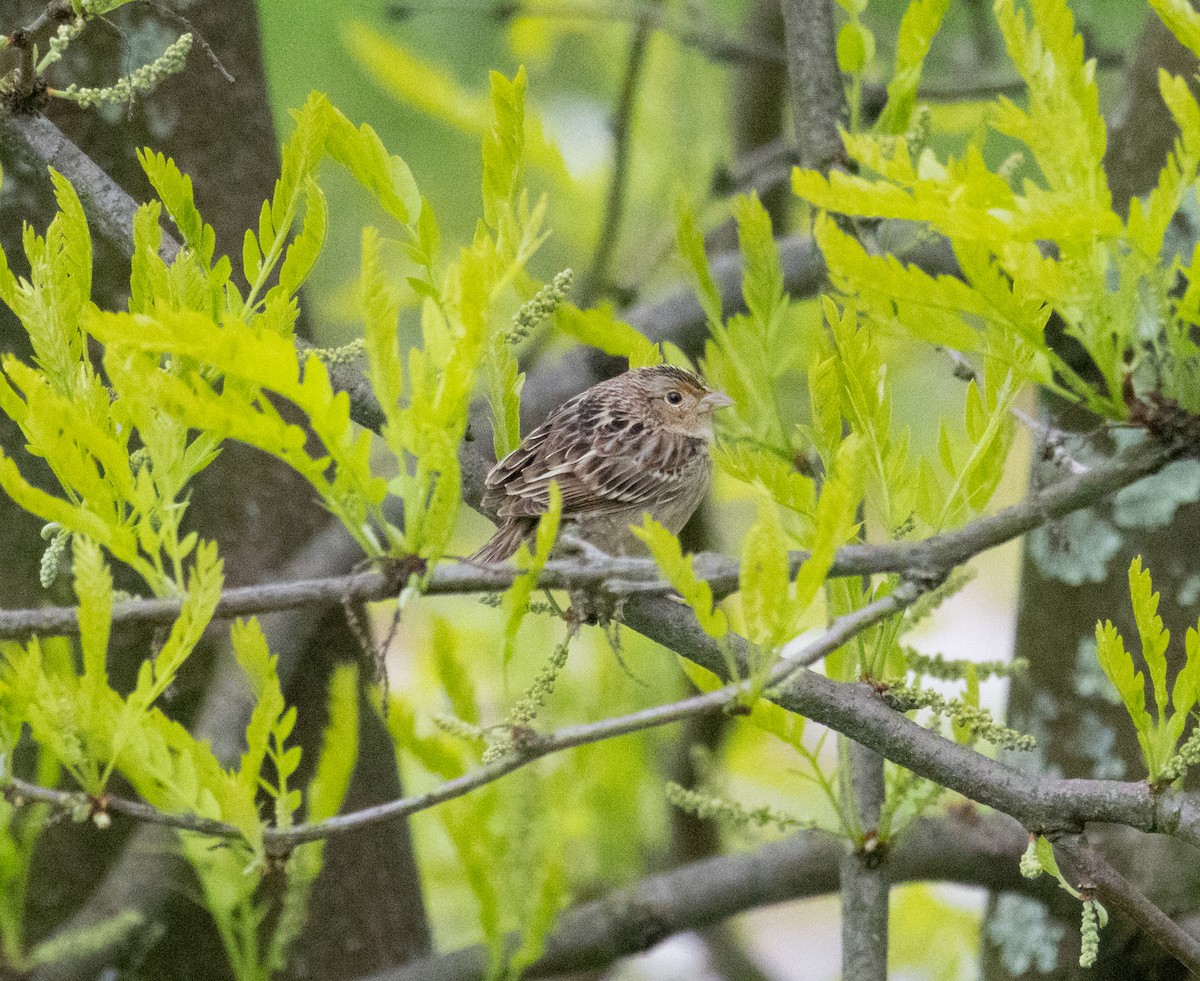 Grasshopper Sparrow - ML618499591