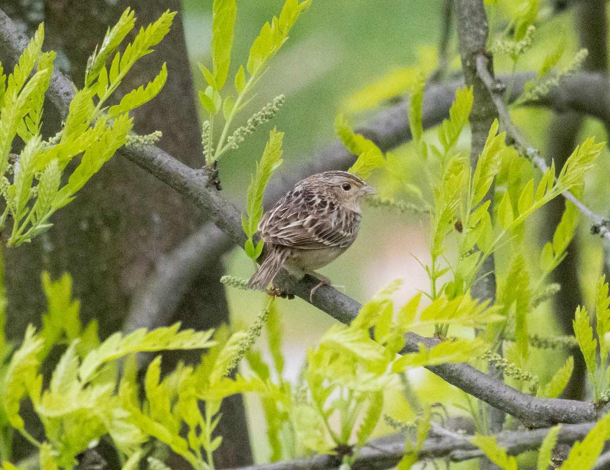 Grasshopper Sparrow - ML618499592