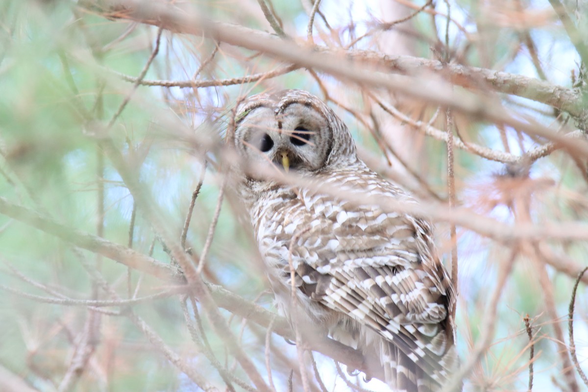 Barred Owl - ML618499602