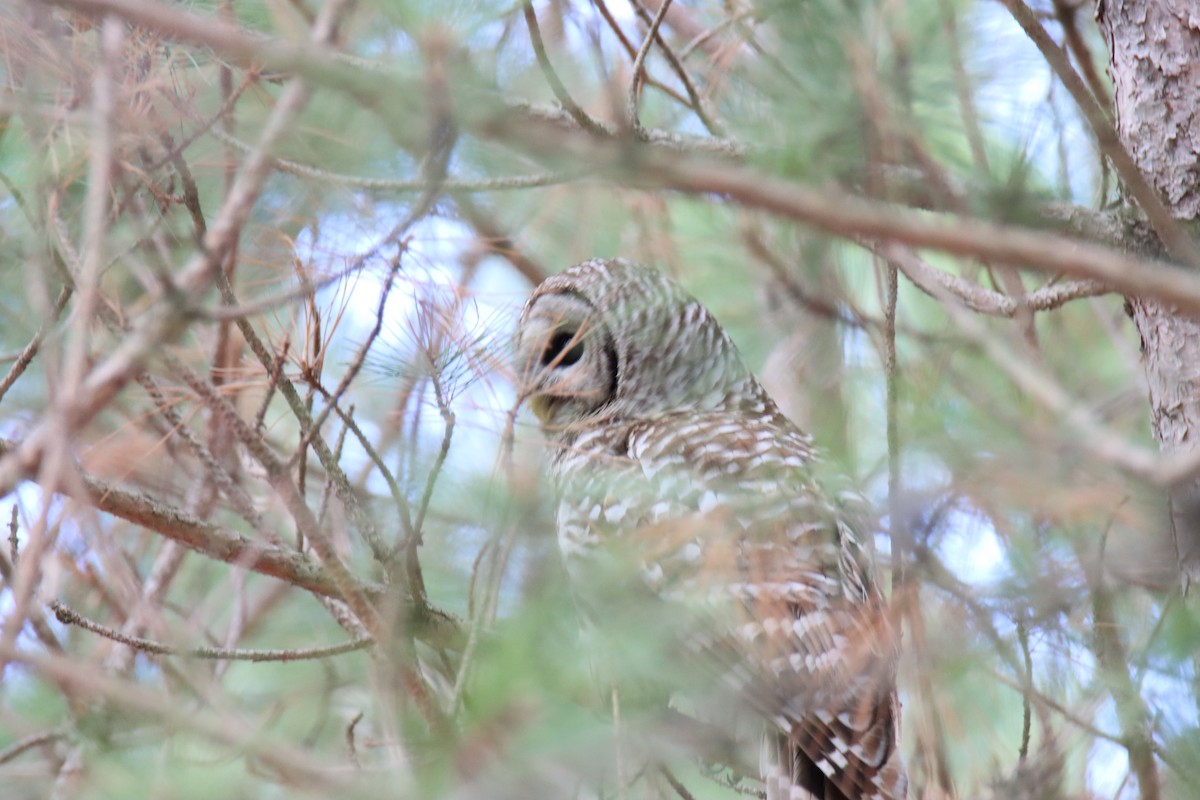 Barred Owl - ML618499607