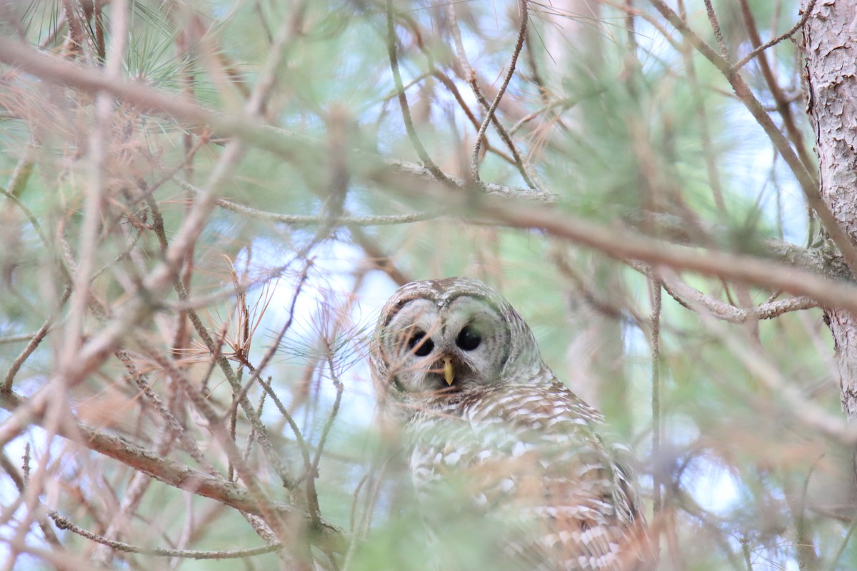 Barred Owl - William Knudson