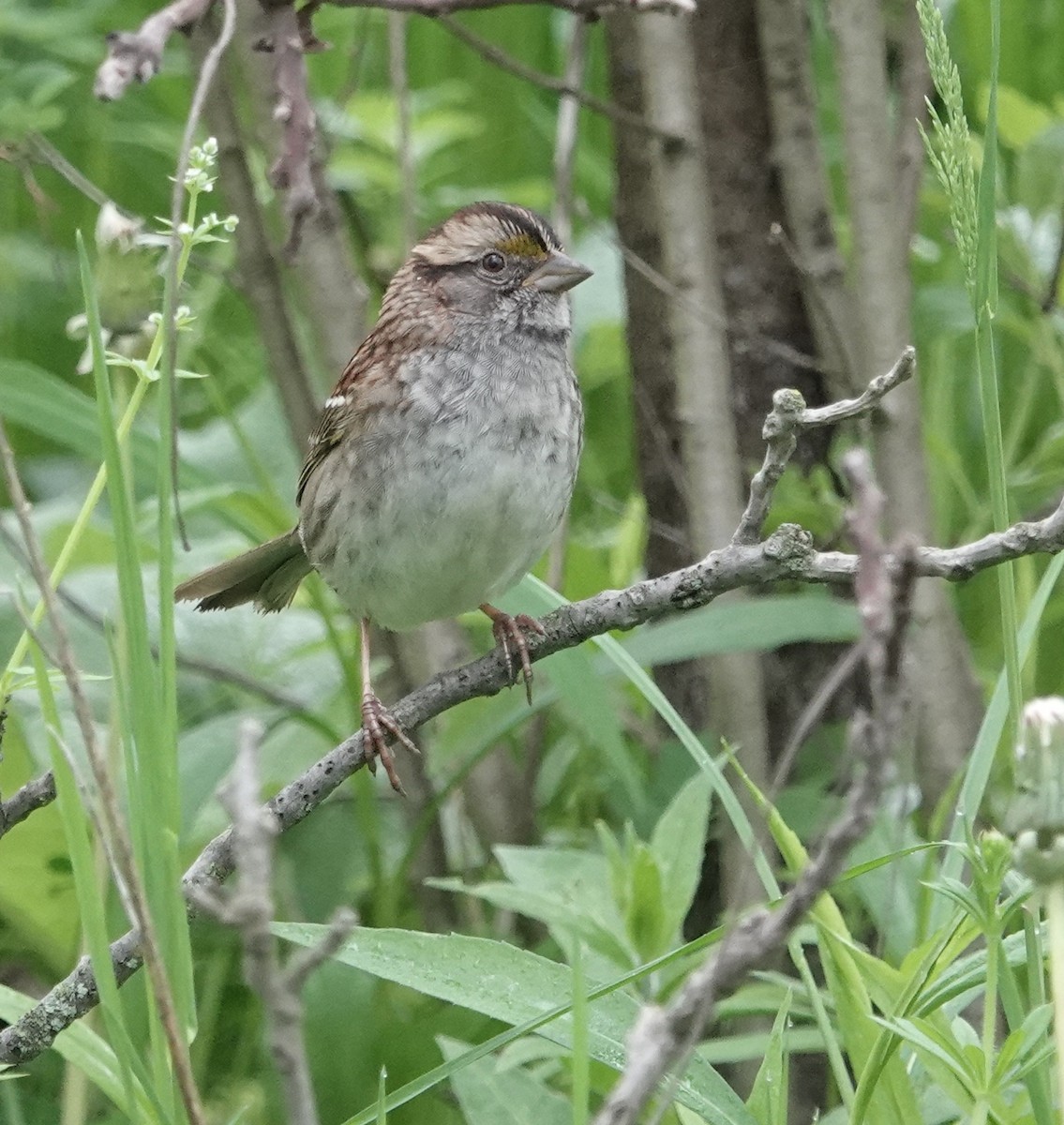 White-throated Sparrow - ML618499614