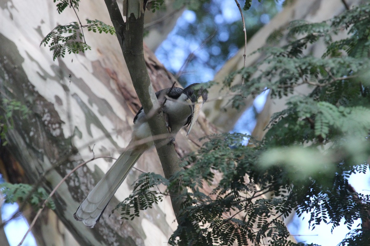 Sri Lanka Gray Hornbill - ML618499632