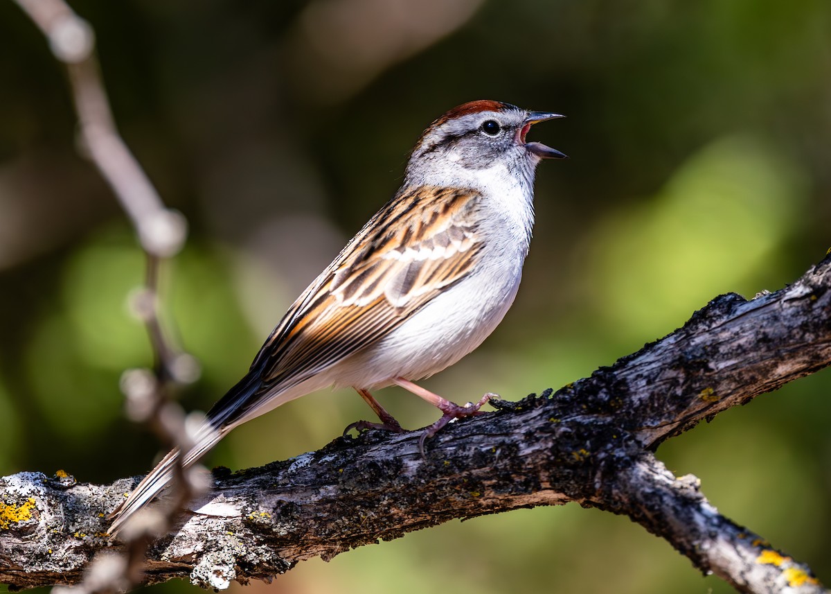 Chipping Sparrow - ML618499647
