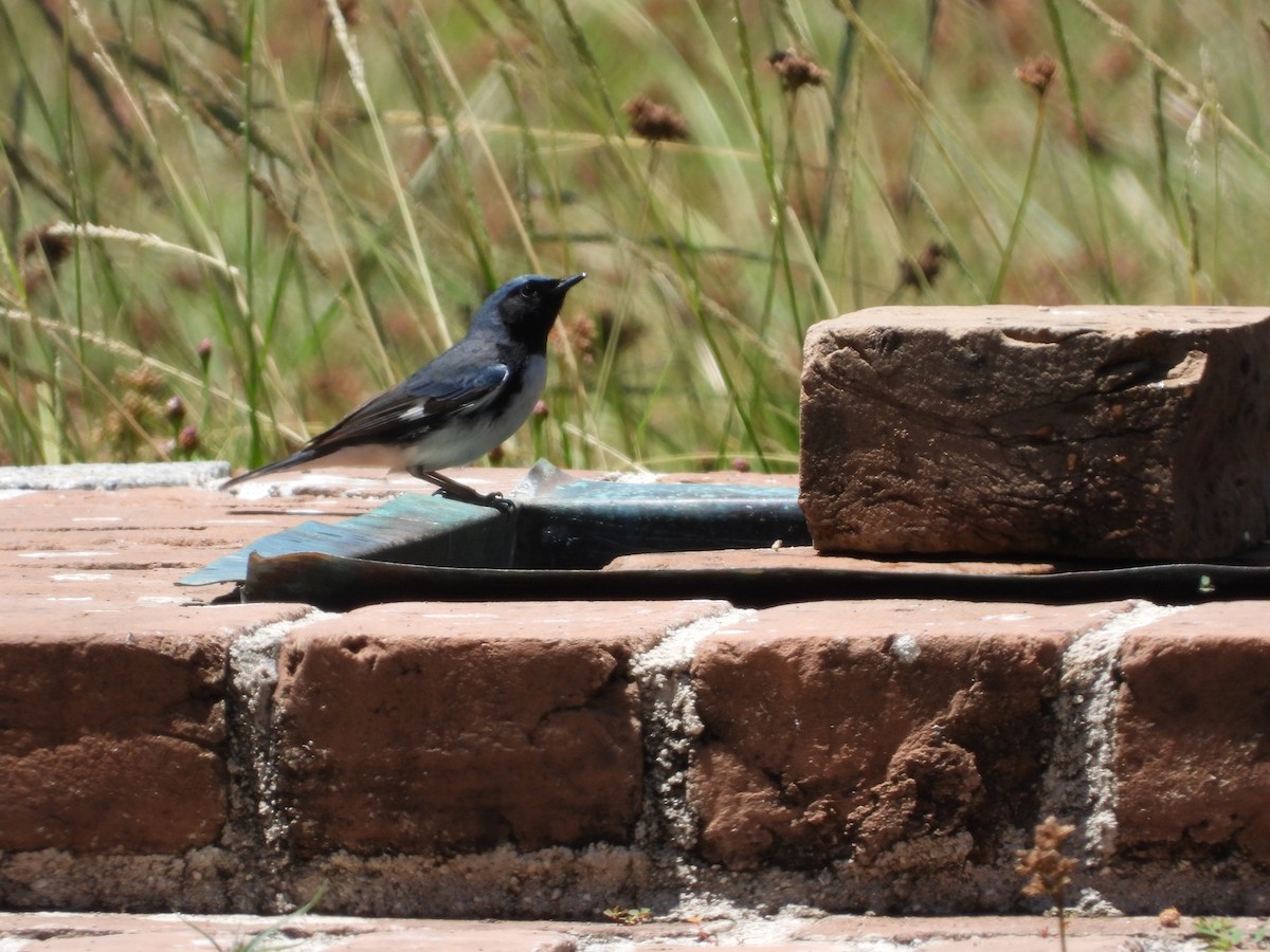 Black-throated Blue Warbler - ML618499666