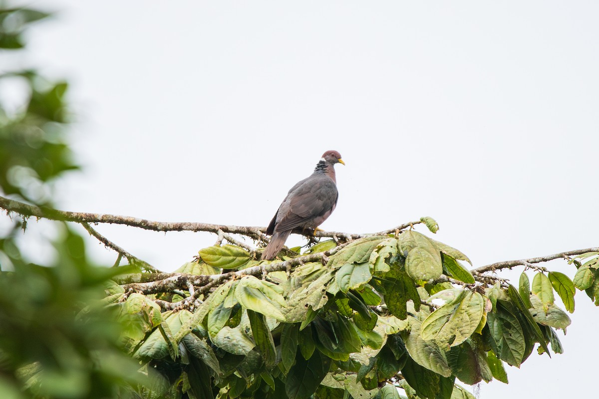 Band-tailed Pigeon - ML618499681