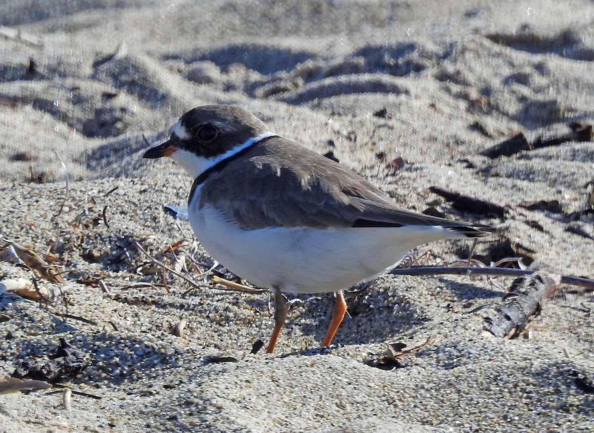 Semipalmated Plover - ML618499682
