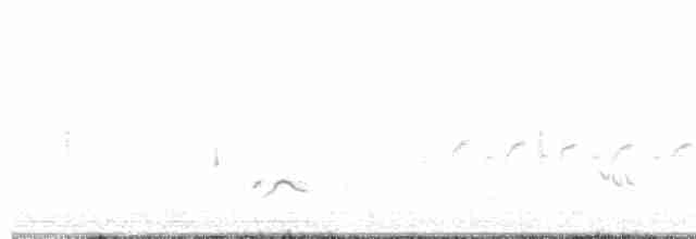 Weißbrustkleiber - ML618499689