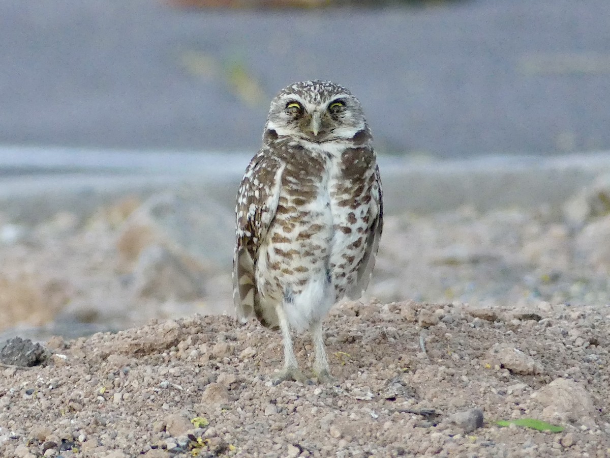 Burrowing Owl - ML618499719