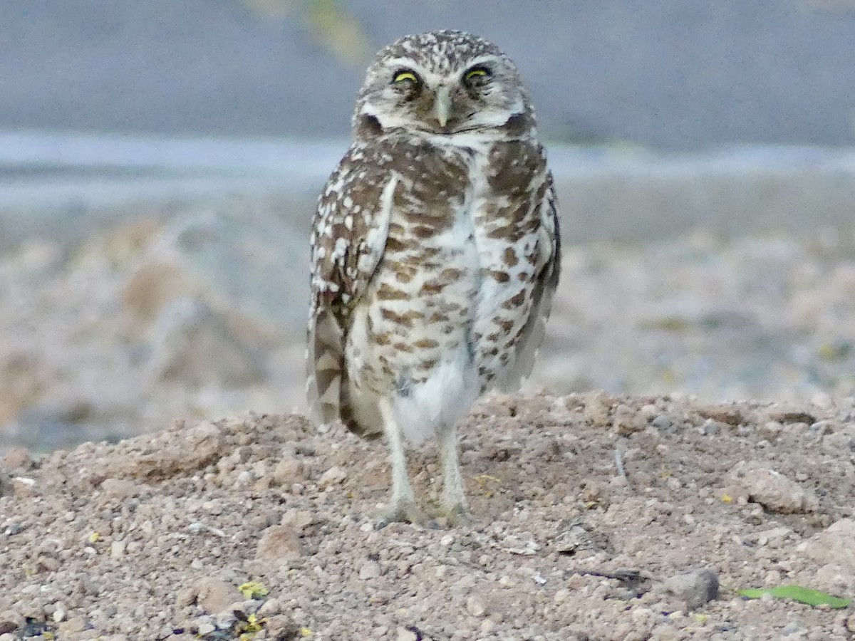 Burrowing Owl - ML618499720