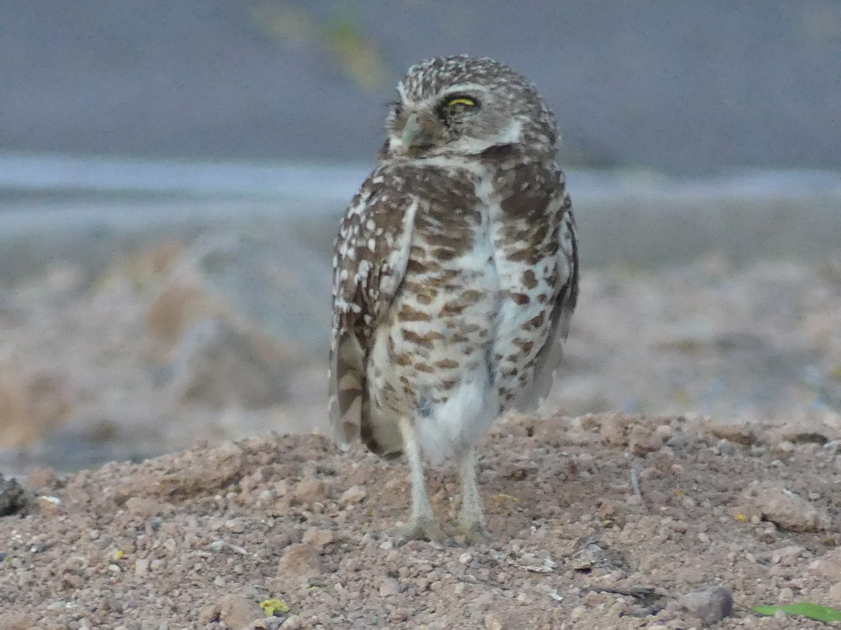 Burrowing Owl - ML618499721