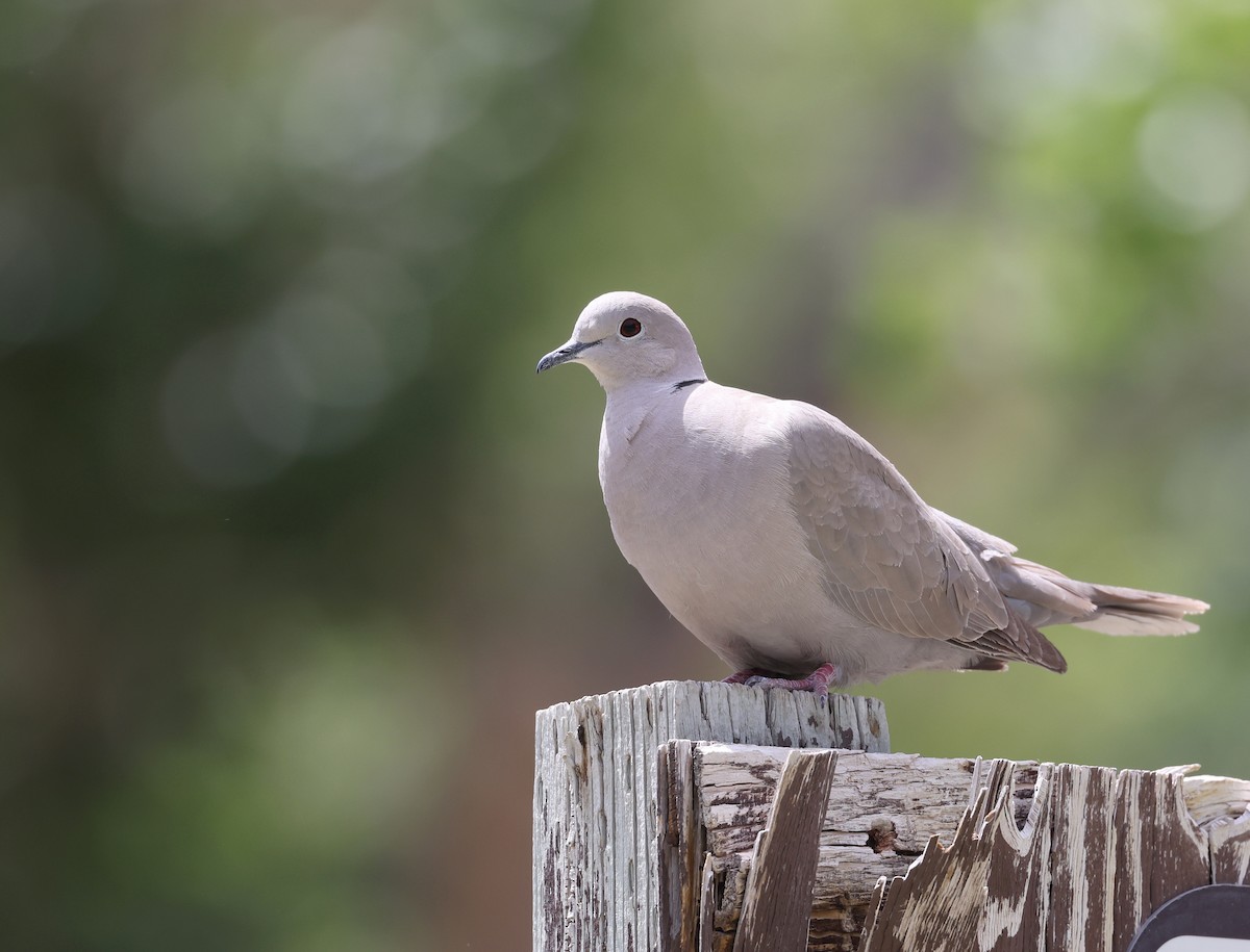 Eurasian Collared-Dove - Andy Gee