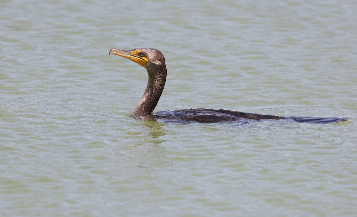 Double-crested Cormorant - Andy Gee