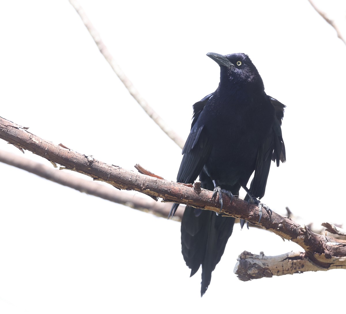 Great-tailed Grackle - ML618499793