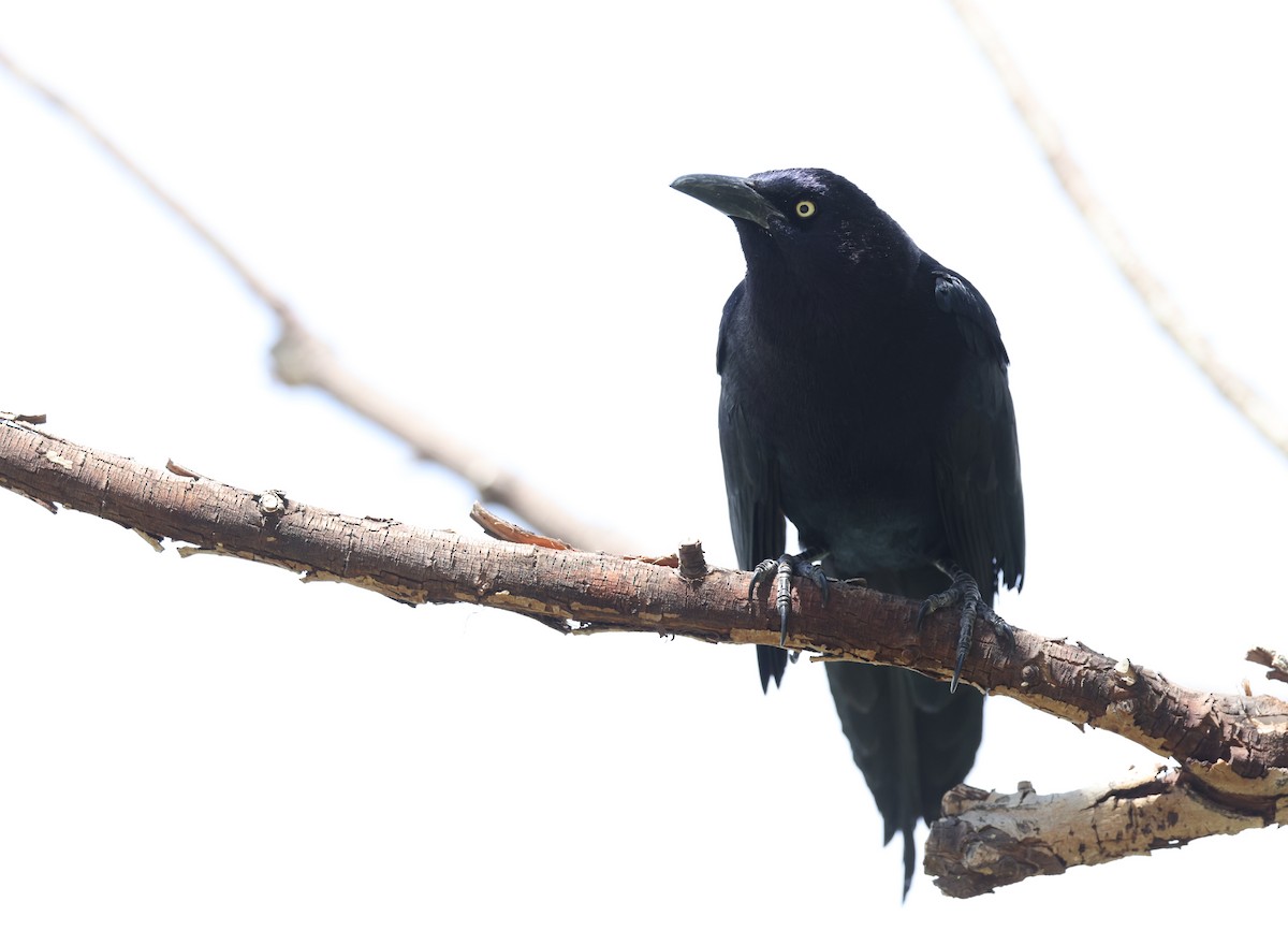 Great-tailed Grackle - ML618499794