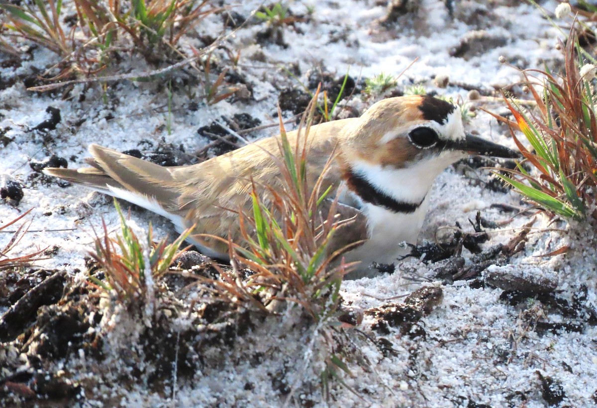 Collared Plover - ML618499847