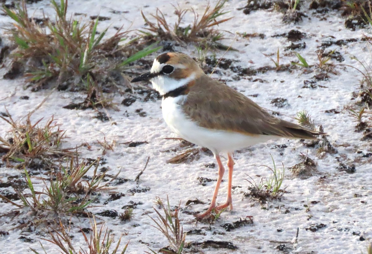 Collared Plover - ML618499848