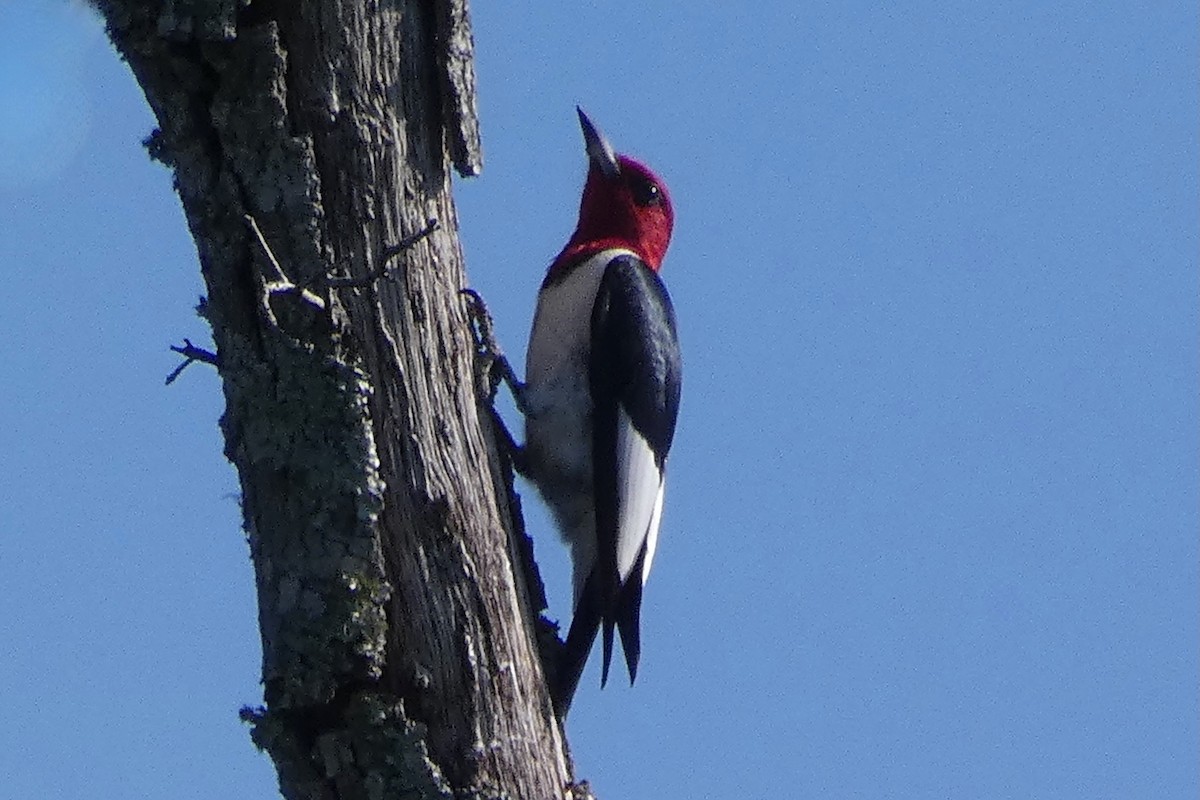 Red-headed Woodpecker - ML618499857