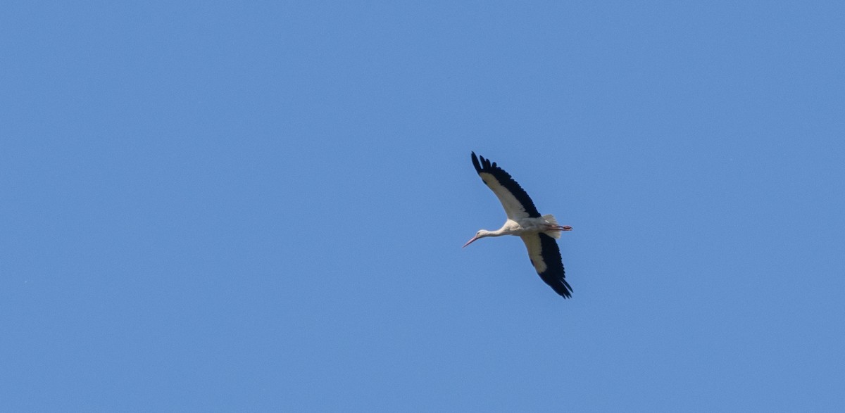 White Stork - ML618499878