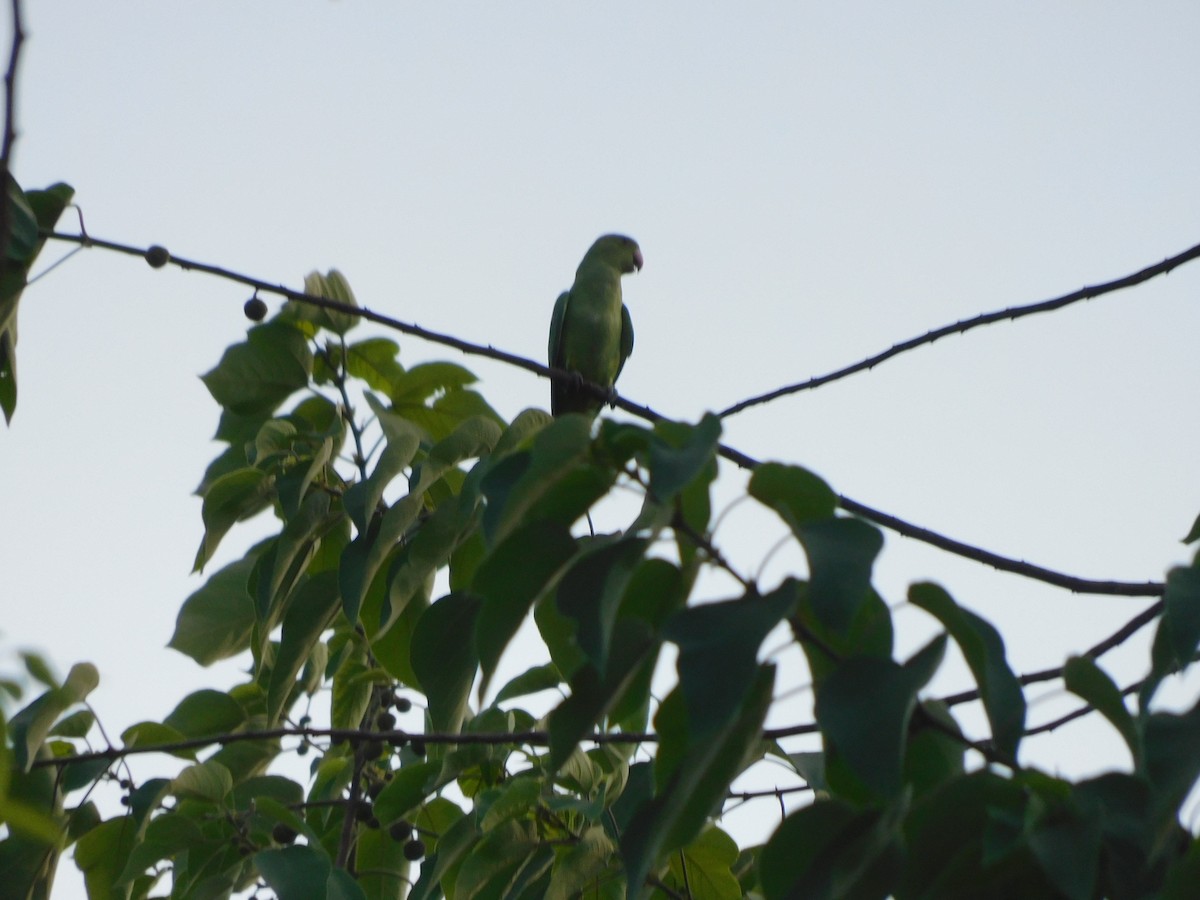 Plum-headed Parakeet - ML618499911