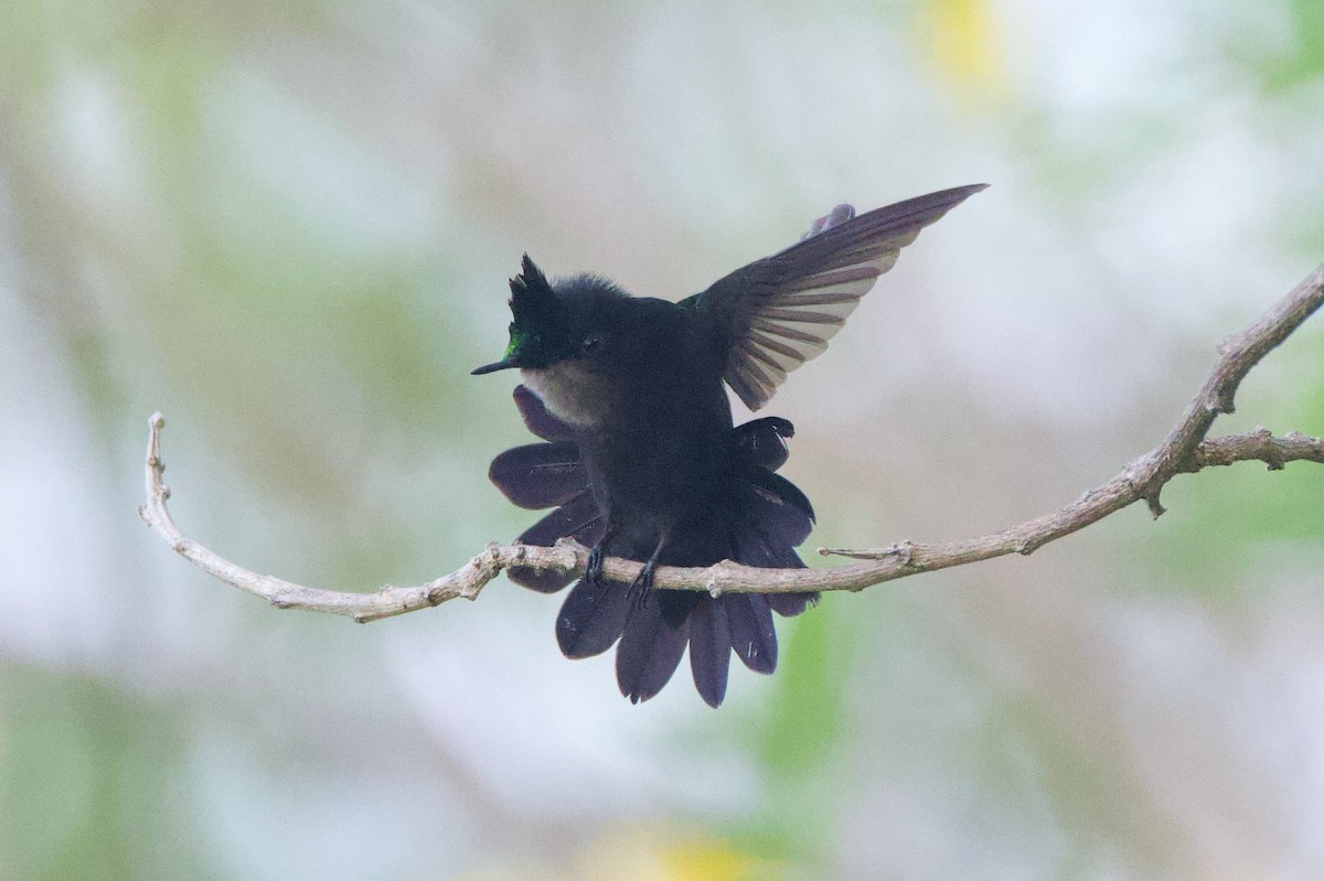 Antillean Crested Hummingbird - ML618499912
