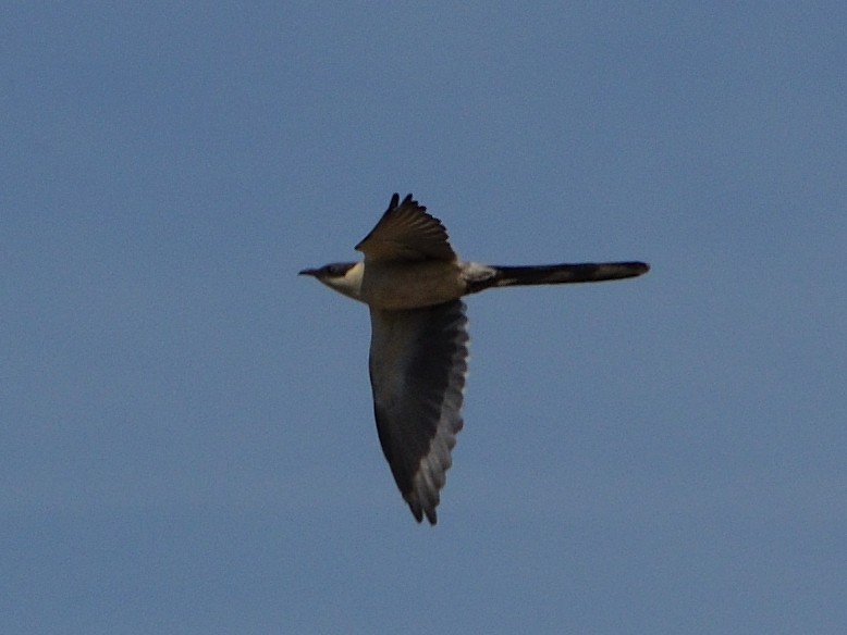 Great Spotted Cuckoo - ML618499918
