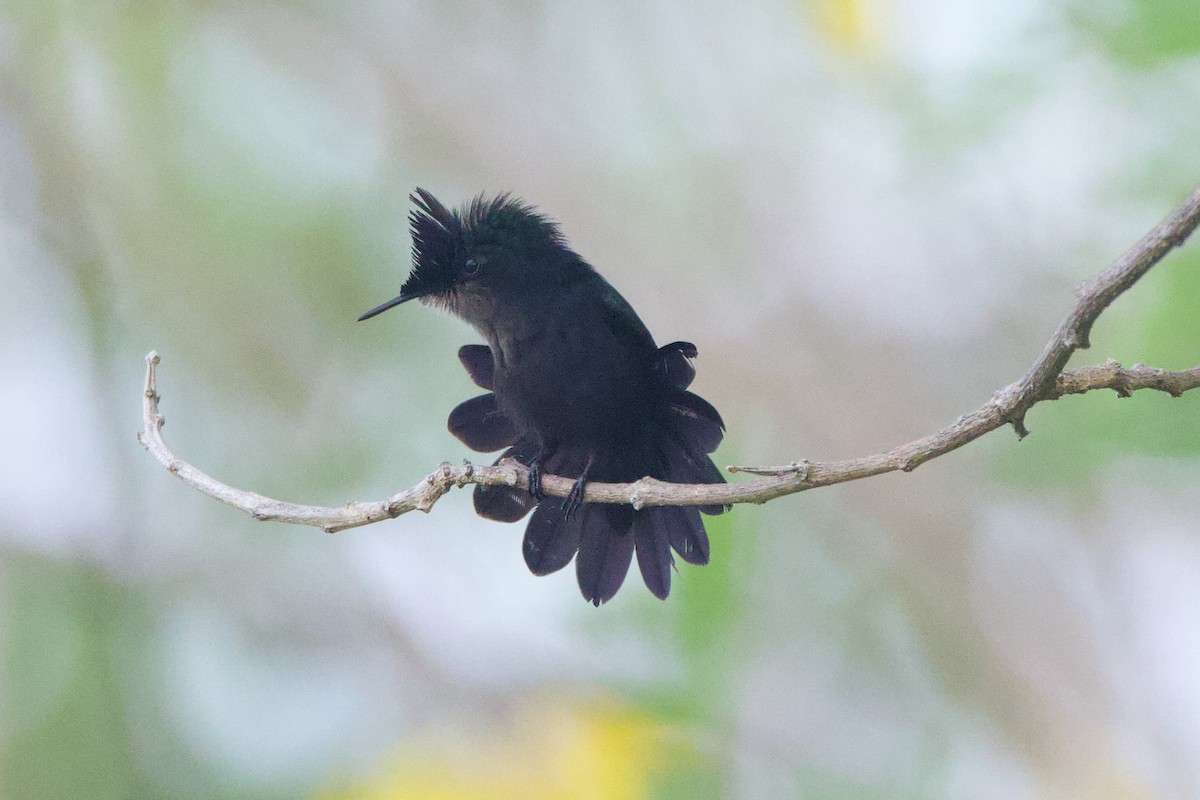 Antillean Crested Hummingbird - ML618499919