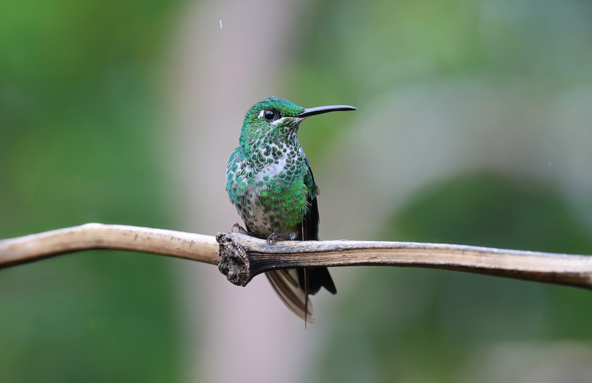 Green-crowned Brilliant - Channa Jayasinghe