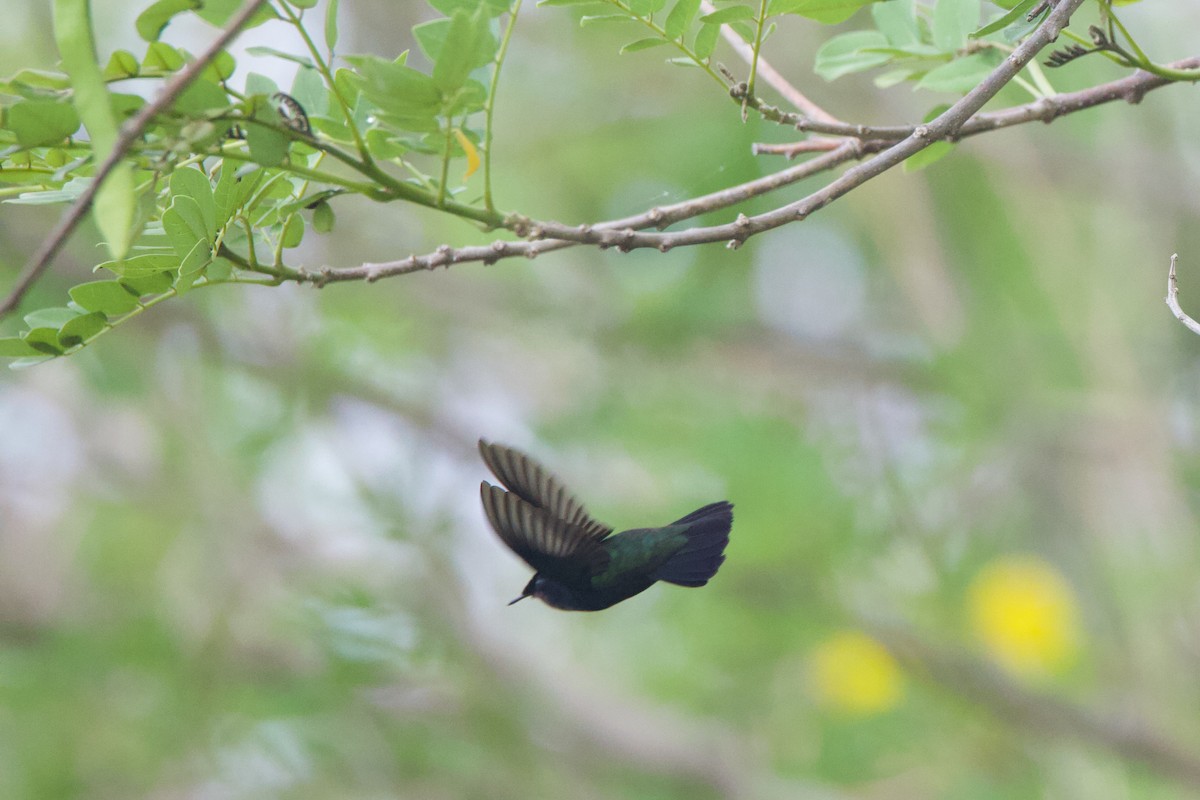 Antillean Crested Hummingbird - ML618499951