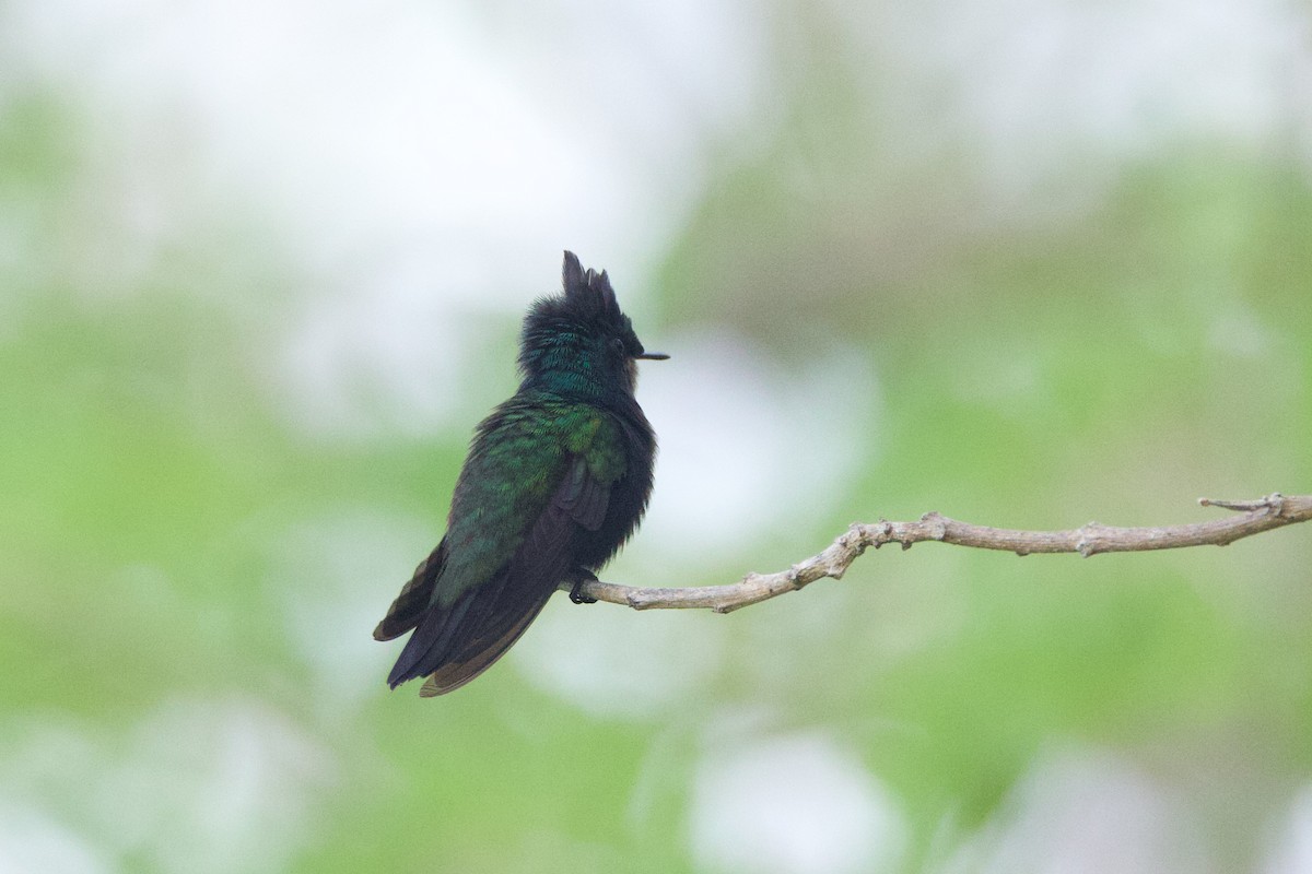 Antillean Crested Hummingbird - ML618499960
